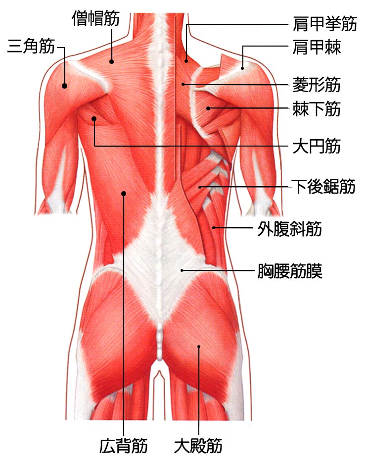 イラスト図解 背中まわりの構造 骨 椎間板 筋肉 靭帯 関節 神経