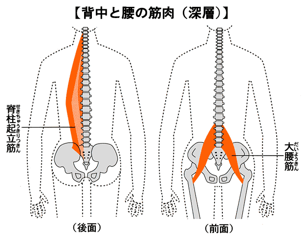 イラスト図解 背中まわりの構造 骨 椎間板 筋肉 靭帯 関節 神経